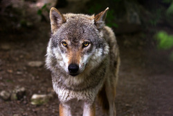 Лоси, косули, волки, лисы, волк, хищник, лесные животные, дикие животные, дикая природа