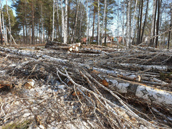 На берегу Балтыма началась активная вырубка деревьев