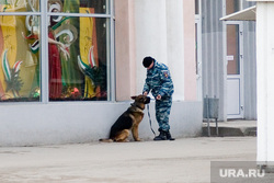 Взрывное устройство Курган остановка у Куйбышева 75 22.11.2013г, полицейский с собакой, кинолог