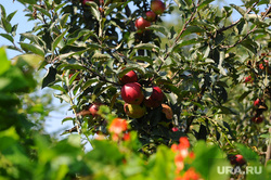 Российские садоводы требуют у Минсельхоза ввести запрет на импорт фруктов
