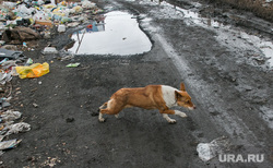 Свалка мусора в частном секторе города не перекрестке улиц Чкалова и Зеленой. Курган, мусор, помойка, бездомная собака, грязь, лужа, свалка