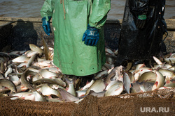 Добыча рыбы в Сургутском районе. Сургут, улов, рыба, язь