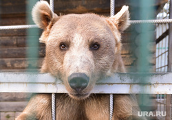 Медведь. Челябинск., зоопарк, медведь есть чо