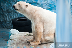 Екатеринбургский зоопарк , зоопарк, животные, белый медведь