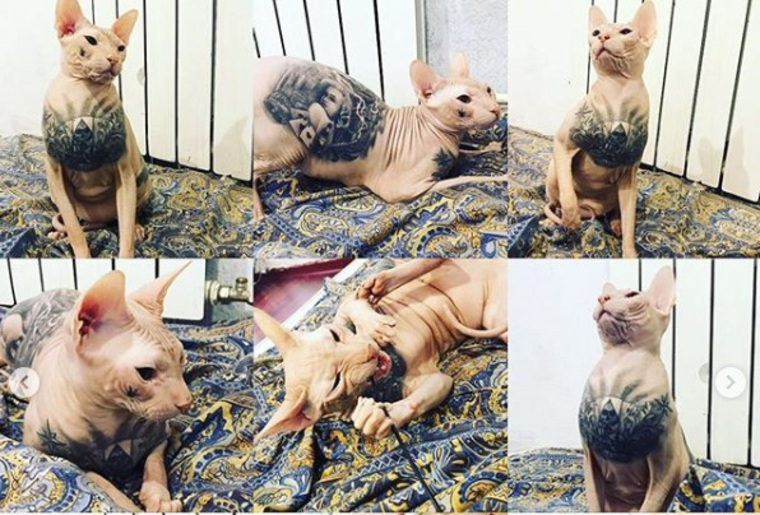 У кота есть татуировки на всем теле