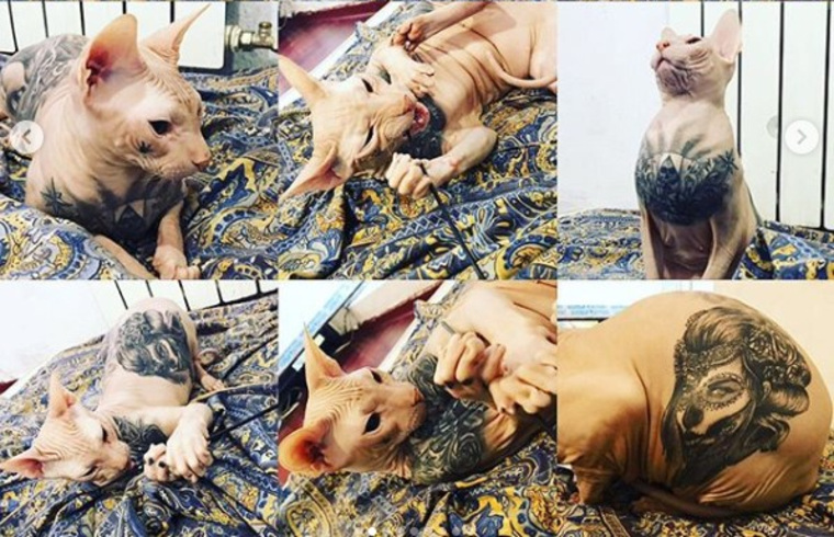 Зоозащитники не одобряют украшение кота татуировками