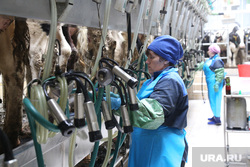 Открытие молочной фермы в селе Петелино. Тюменская область, дойка коров, молочная ферма