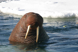 Раньше моржи выходили на сушу только небольшими группами
