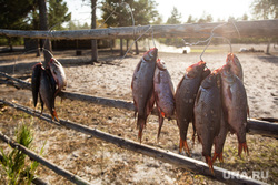 Предварительное голосование на хантыйских стойбищах. Сургутский район , сушеная рыба, рыба сушится