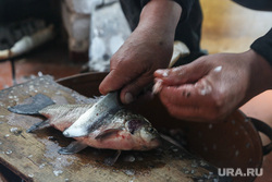 Рыба. Заболотье. Тюменская область, карась, рыба, нож, чистка рыбы
