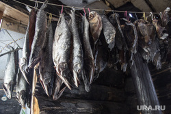 Заболотье Тюменская область., вяленая рыба