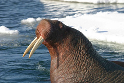 Морские млекопитающие мигрировали на Ямал из-за хорошей кормовой базы