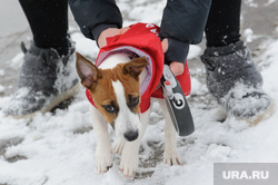 Мартовский снег в Екатеринбурге, собака, выгул собак, пес, щенок, домашний питомец
