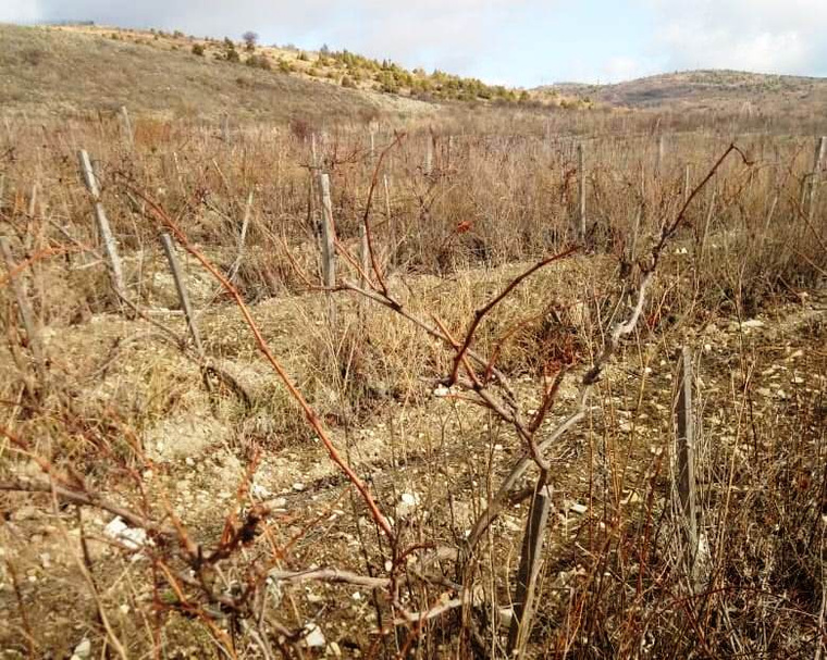 Засыхающее виноградное поле рядом с участком
