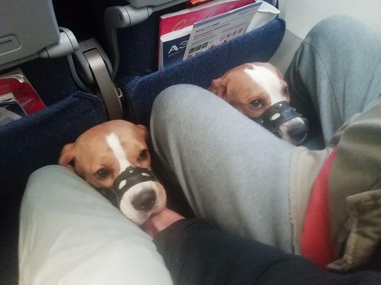 Пассажиров с собаками все-таки пустили на рейс за 20 минут до вылета