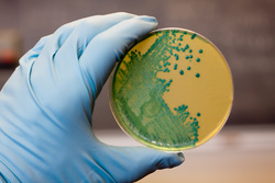 Клипарт депозитфото, бактерии, анализ, вирус, инфекция, исследование, микробы