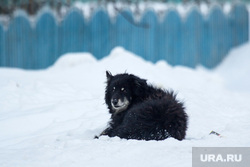 Село Узян – озеро Якты-Куль. Башкортостан, снег, собака, зима, забор