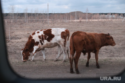  Визит врио губернатора Шумкова в Звериноголовский район
Курган, коровы, скот, коровы на дороге