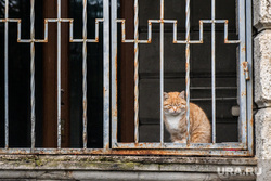 Виды Сочи, кошка, кот