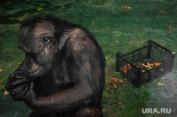 Екатеринбургский зоопарк , зоопарк, шимпанзе, обезьяна