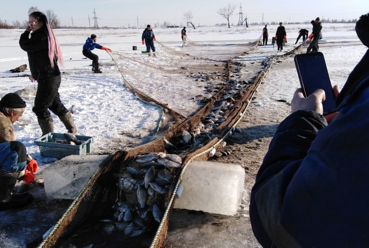 Приезжие рыбаки начали добывать неводом рыбу в озере Медведское в Щучанском районе Курганской области