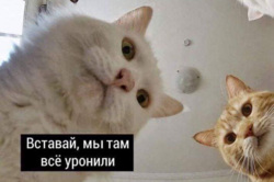 Мем с котами, которые «все уронили», завоевал большую популярность в Сети
