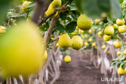 Лимонарий. Агаповский район, Челябинская область, фрукты, цитрусовые, сад, теплица, лимоны, лимонарий, плоды
