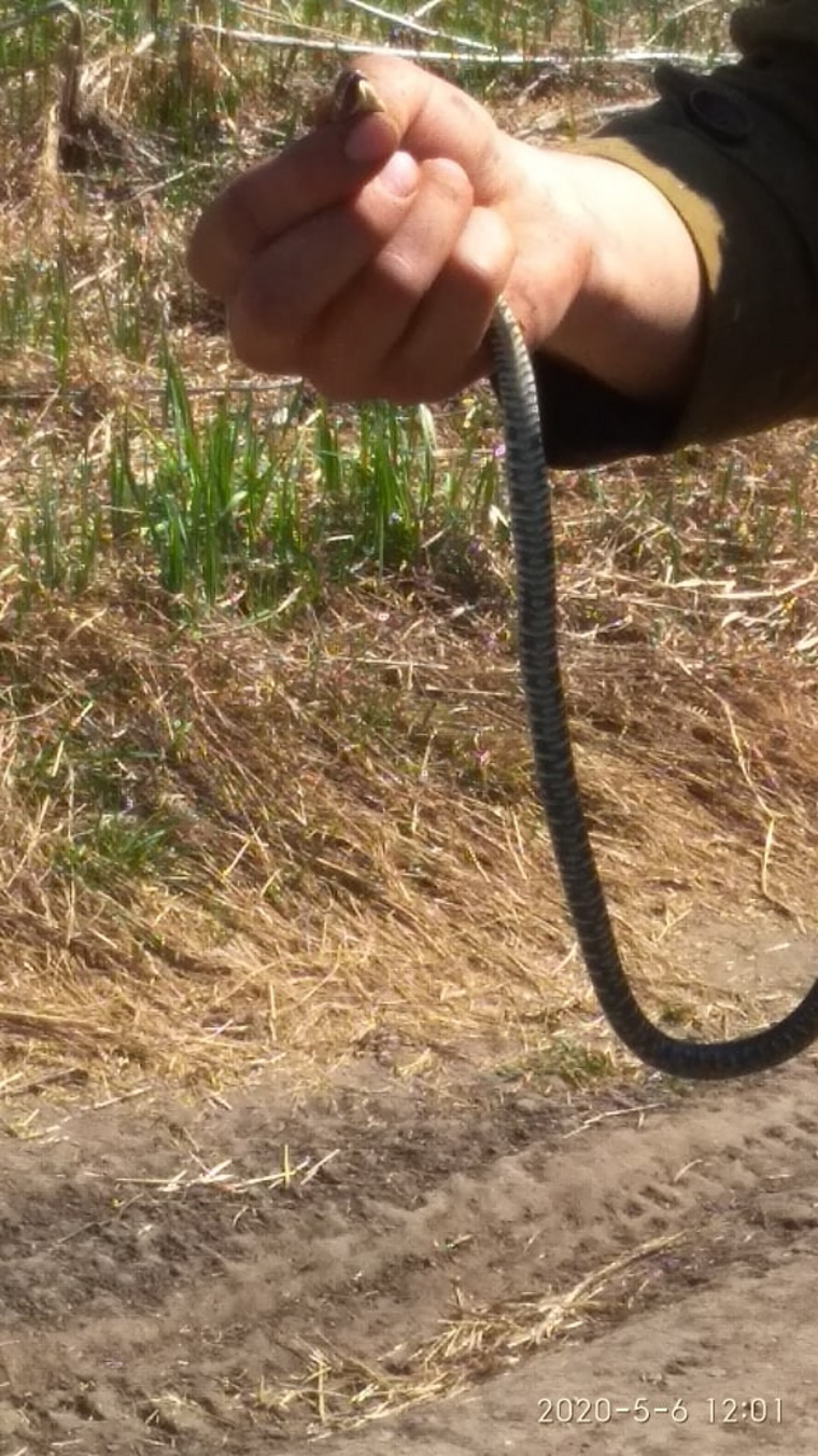 Эта змея была найдена в селе Кулаково