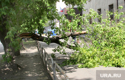 Упавшее дерево. Курган, упавшее дерево