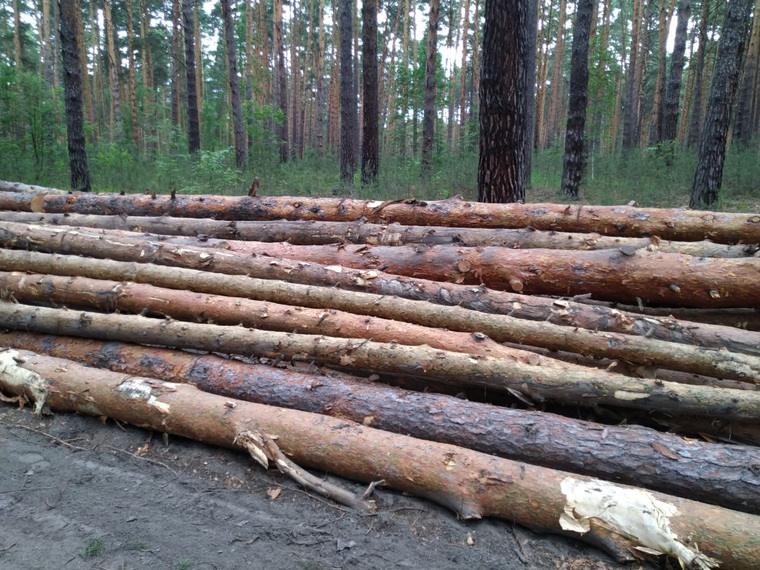 Деревья из городского бора Шадринска вывозят лесовозами