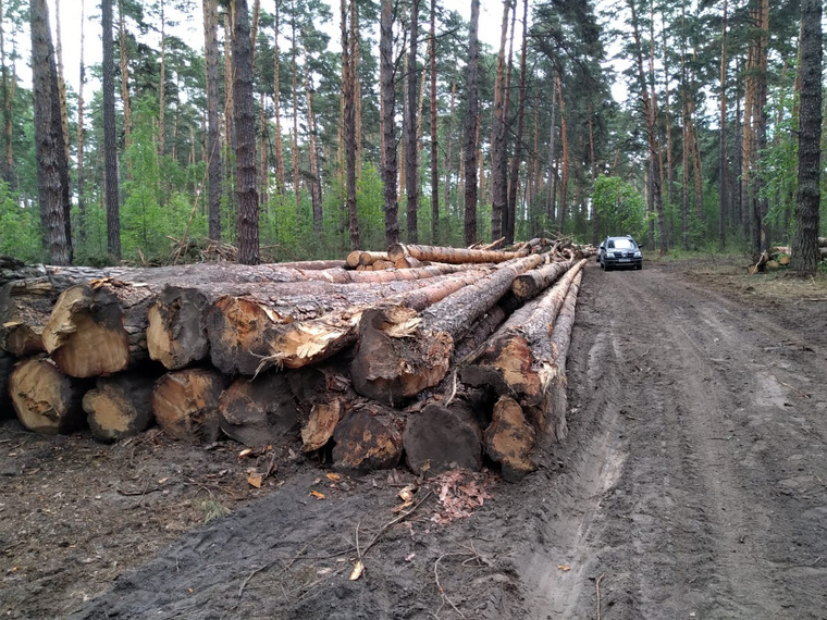 Полиция в Курганской области выясняет, кто незаконно выпилил деревья в городском лесу Шадринска