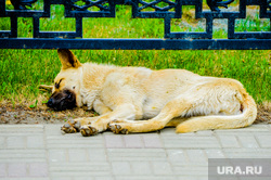 Обстановка в городе во время эпидемии коронавируса. Челябинск, собака, спит, бродячая собака