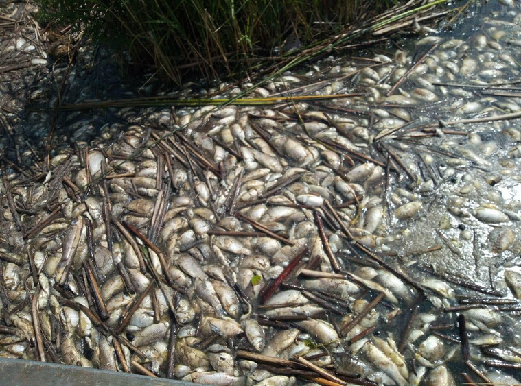 На Андреевском озере есть места, где из-за мертвой рыбы не видно воды