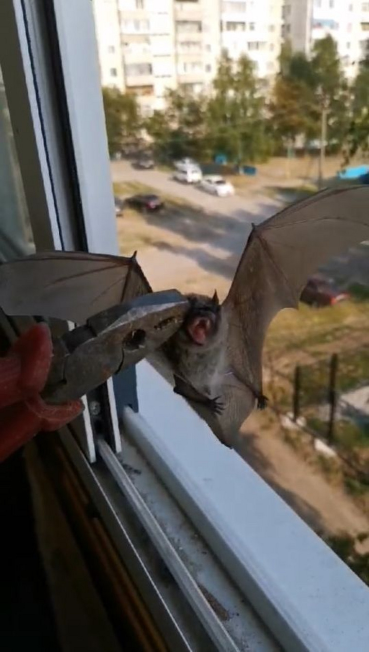 Летучие мыши атакуют балконы тоболяков