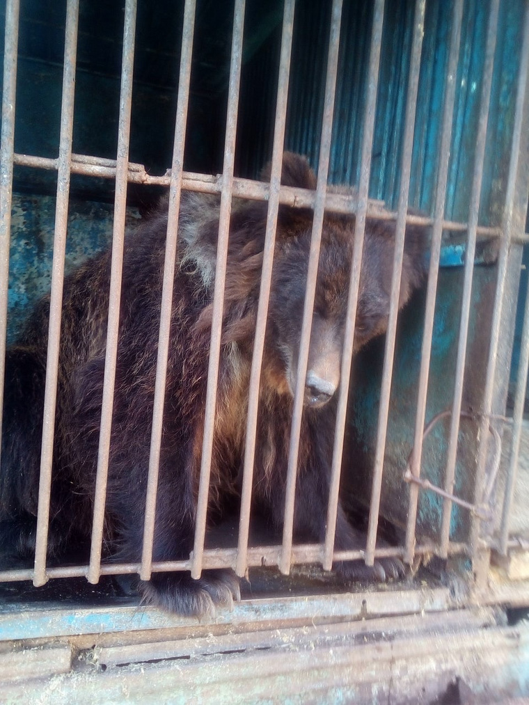 По словам жителей Исетского, животные в зоопарке содержатся в ужасных условиях