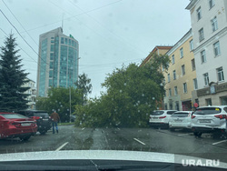 Екатеринбург Попова Хохрякова упало дерево