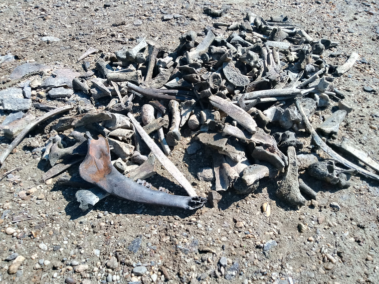 Кости мамонтовой фауны на берегу