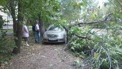 Дерево раздавило машину на улице Агрономической