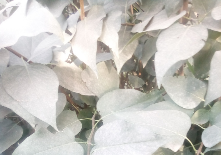 Строительная пыль оседает на листьях растений