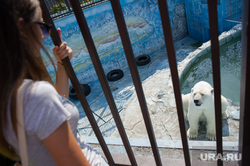 Животные в екатеринбургском зоопарке во время жары. Екатеринбург, зоопарк, клетка, умка, белый медведь
