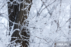Зима в Кургане, зима, заморозки, ветви деревьев в снегу, деревья в снегу