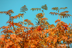 Золотая осень. Челябинск, погода, желтые листья, золотая осень, природа