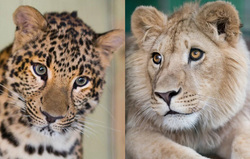 Леопард и лев вернутся в естесственную климатическую среду