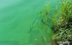 В экологической катастрофе на Камчатке обвинили водоросли