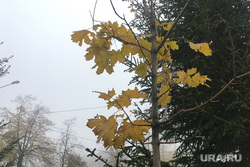Туман в городе. Челябинск, клен, городской пейзаж, климат, осень, туман