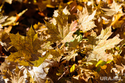 Золотая осень в кленовом парке. Челябинск, золотая осень, кленовый парк, кленовый лист