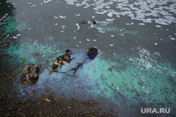 Следователи нашли причину экологической катастрофы на Камчатке