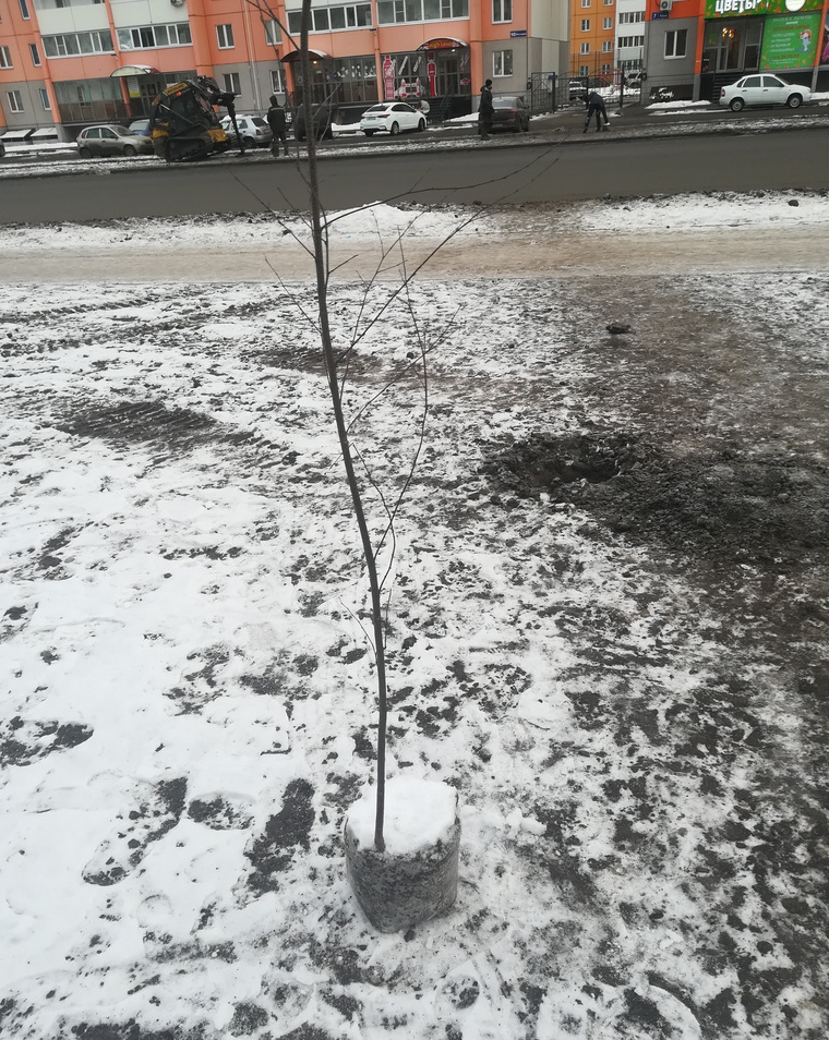 Деревья на улице Мальцева высаживают в декабре