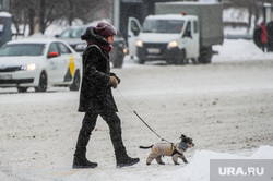 Снегопад, зима. Челябинск, снег, собака, пешеход, собачка, снегопад, транспорт, зима, люди, домашний питомец, дорога