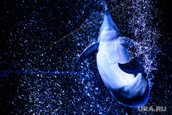 Океанариум "Дельфин". Екатеринбург, прыжок, млекопитающие, черноморский дельфин, морское животное
